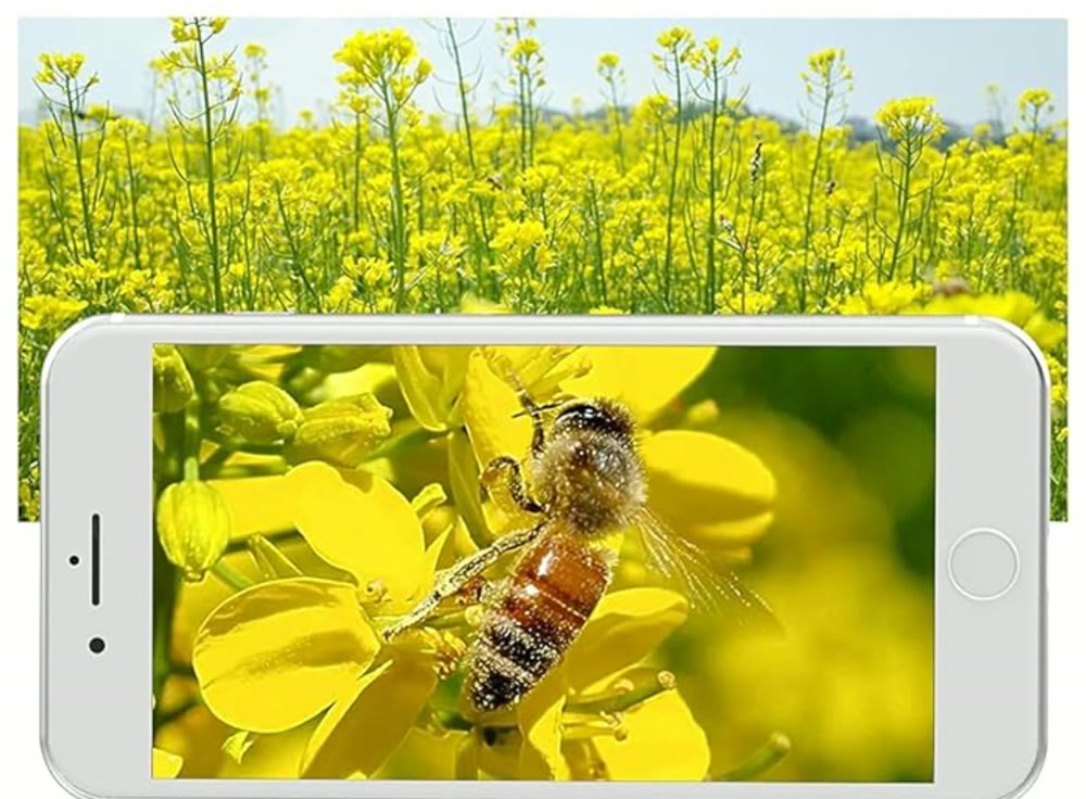 菜の花にとまるミツバチをスマホの画面で撮影している様子